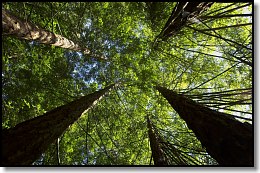 View up through forest canopy at test location