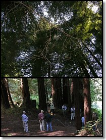 Redwood Forest Test Site